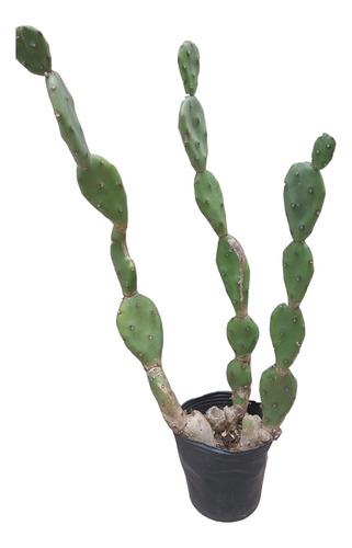 Cactus Nopales- Opuntia