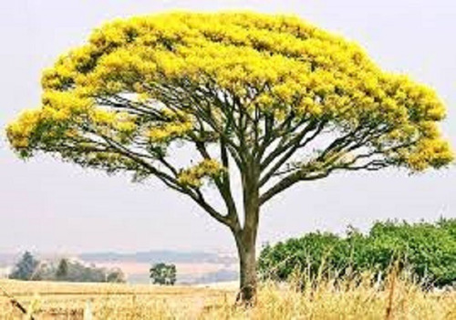 Guapuruvu/Schiolobium Parahyba - 50 gr/ 25 semillas