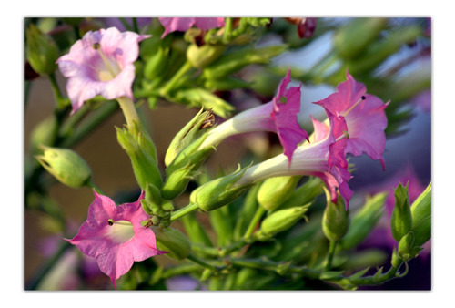 Nicotiana Tabacum - Semillas