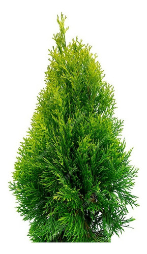 Thuja Occidentalis Smaragd