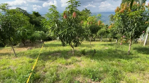 Vendo O Permuto Lote De 1300 M2 Vereda La Virginia - Mesitas Del Colegio (cundinamarca) Que Cuenta Con Escritura Pública Independiente. Libre De Demandas, Al Día De Impuestos, Entrega Inmediata.