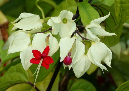 Imagen 2 de 2 de Clerodendro, Clerodendron, Corazon Herido 5lts