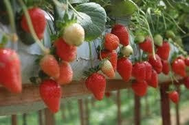 Solução Hidroponia Hortaliças Flor Morango Tomate Fase 1b