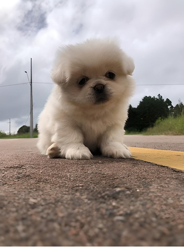 Cachorros Pequines Mini