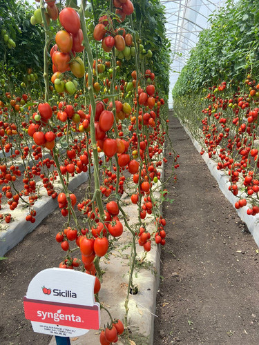 Semillas Martínez / Tomate Indeterminado / Sicilia / 1m