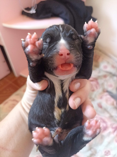 American Bully Filhotes