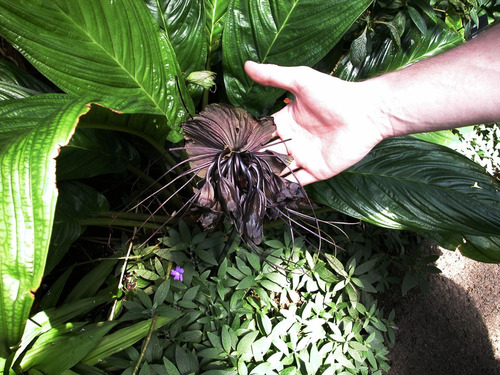 Sementes Orquidea Negra Tacca Chantrieri Flor Morcego | MercadoLivre