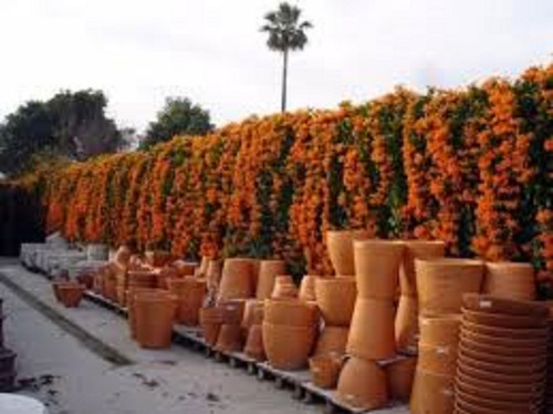 100 Sementes P Mudas Ipê Bola Branca Árvore Linda Planta 