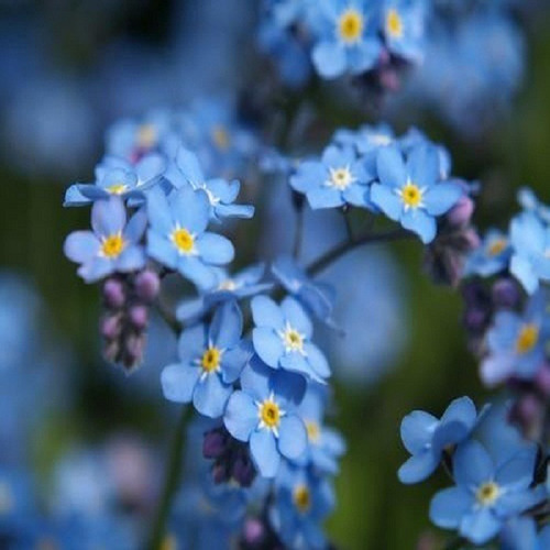 100 Sementes Flor Miosótis Cor Azul