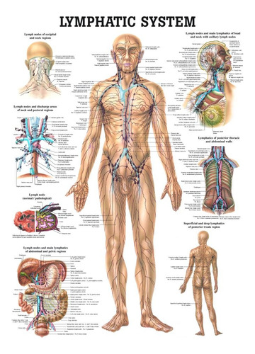 Sistema Linfatico Laminado Humano Anatomia Chart