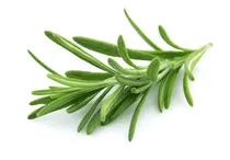 Comprar Semillas Romero Aromática Condimento Medicinal Gastronómica
