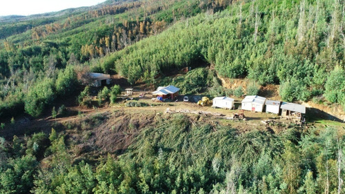 Predio Forestal En Constitución, Regeneración Plan De Manejo