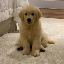 Comprar Golden Puros 100% Criadero Golden Retriever Argentina