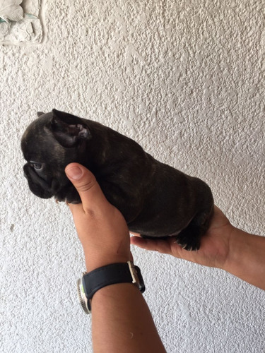 Imagen 3 de 3 de Vendo Cachorros Bulldog Frances Color Barcino