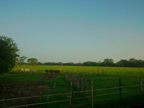 Imagen 10 de 22 de Finca Sector Caroní Estado Barinas En Venta