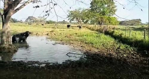 Tierras Privadas En Cojedes, Aptas Para La Cría De Búfalo. Vegas.