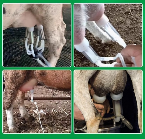 Máquina De Ordenha De Vacas De 5l, Host Recarregável
