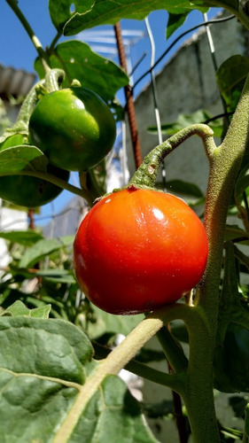 Semillas Berenjena Roja Y Berenjena Clasica 100% Ecologicas