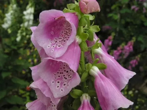 Sementes Belíssima Flor Campânula Bells Dobrada Sortida!!