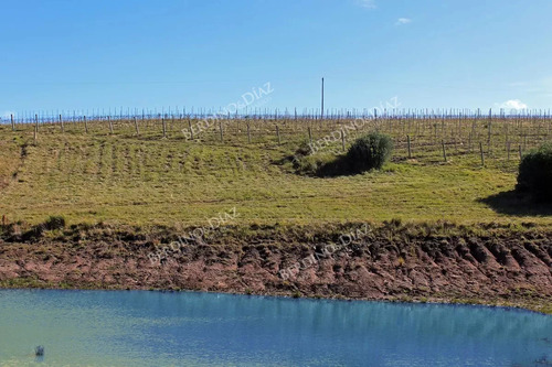 Campo Con Variedad De Vides Pueblo Eden 40 Hectareas