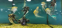 Comprar Peces Escalares Reproductores Variados , 8 Cm En Adelante.