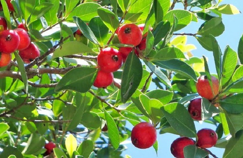 50 Semillas De Guayaba Fresa + Instructivo 