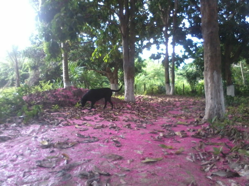 Imagem 4 de 14 de Terreno Medindo 400mts2 Mais 600 De Area De Preservação B.