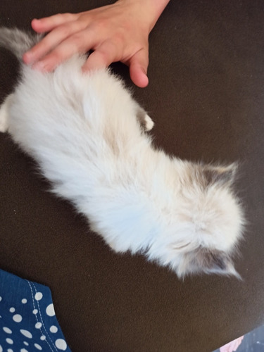 Gato Persa Himalaya Blue Point, Hembra Nacido 29/11