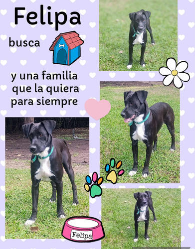 Felipa En Adopción - Hembra De Un Año Y Medio