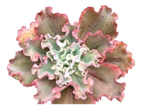 Echeveria Curls Suculenta Colección Maceta N° 15 Grande