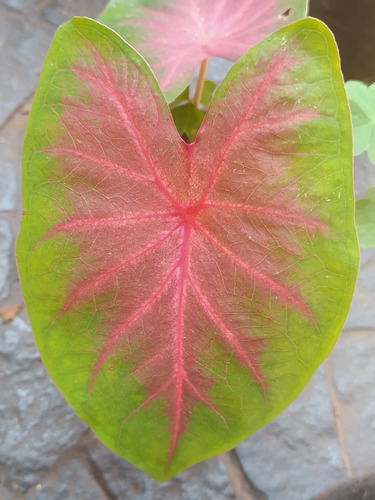 Caladium Rojo