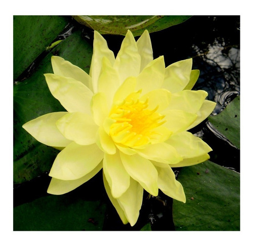 Flor De Loto Amarillo, Planta Viva (nymphaea Mexicana)