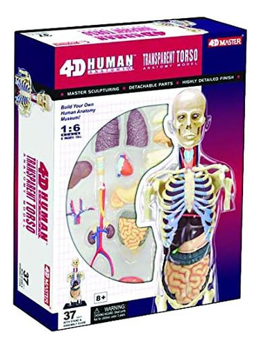Kit De Modelo 3d De Cuerpo Humano Transparente
