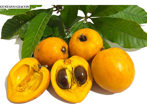 Tuturuba / Canistel Do Brasil Muda Nova Branca