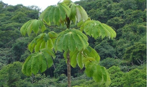 100 Sementes De Embauba Pássaros Fruta E Medicinal
