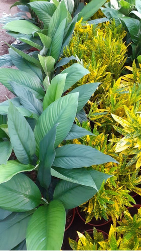 Imagen 2 de 3 de Spathiphyllum Sensation (espatifilio) M24