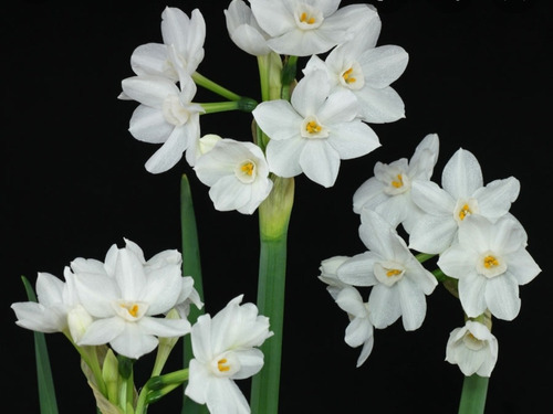 Imagen 1 de 2 de Narcissus Papyraceus(narciso Blanco) 