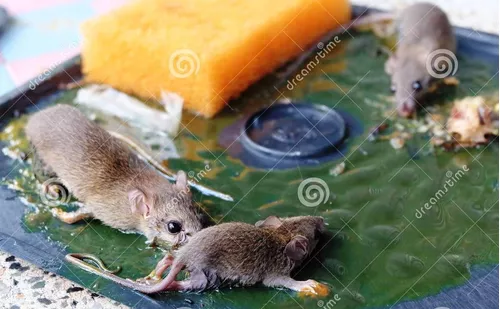 Trampa Para Ratones Ratas Roedores De Pegante
