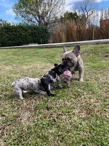 Servicio De Stud Adam| Macho Merle Blue Fawn