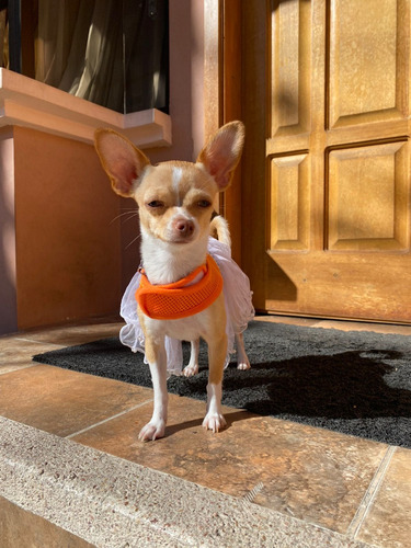Perritos Chihuahua Puros Mini Toy 450 Cabeza De Manzana