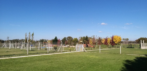 Club De Campo Canino, Razas Medianas