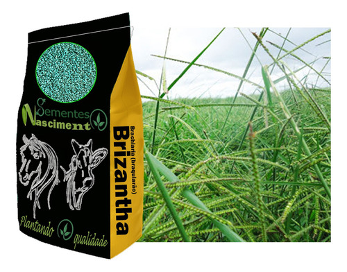 Sementes Brachiaria Brizantha Marandu 20kg Incrustada