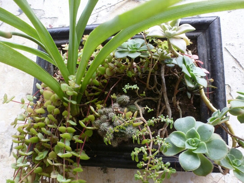 Cactus Cuadro Plantas Interior Natural Jardín Vertical