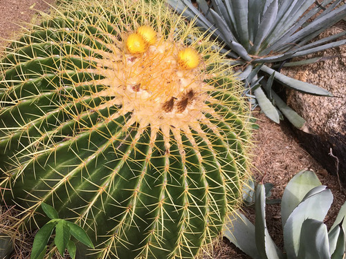 Cactus Barril Gigante, Más Sorpresa