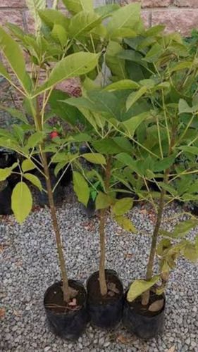 Pack De 3 Árboles Primavera 1.20 M - Rosa, Amarillo, Fiusha