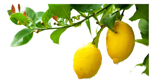 Aceite Curar Arboles Frutales Insecticida Acaricida Alto Ren