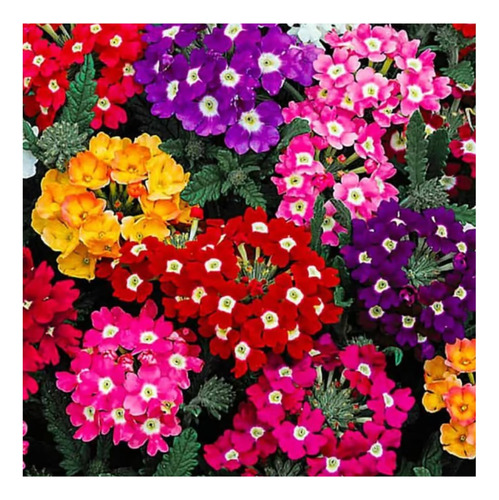 Pack 2 Sobres De Semillas De Verbena Colores Variados (flor)