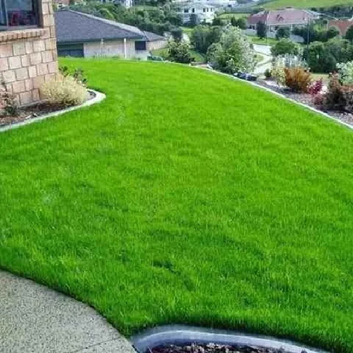 Mezcla Semillas De Pasto Kikuyo, Ray Grass, Bermuda 3kg