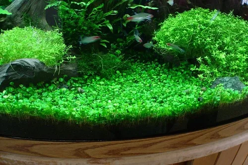 Marsilea Crenata Planta Acuario Plantado. 