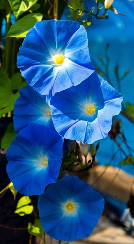 30 Semillas De Flor De Ipomea Blue
